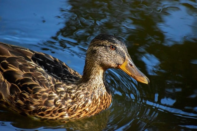 Ordbøger og apps: De bedste hjælpemidler til krydsord